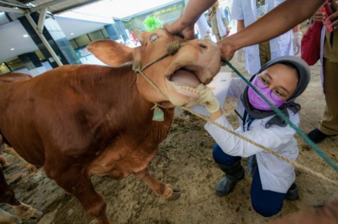 Petugas memeriksa hewan kurban jelang Idul Adha.