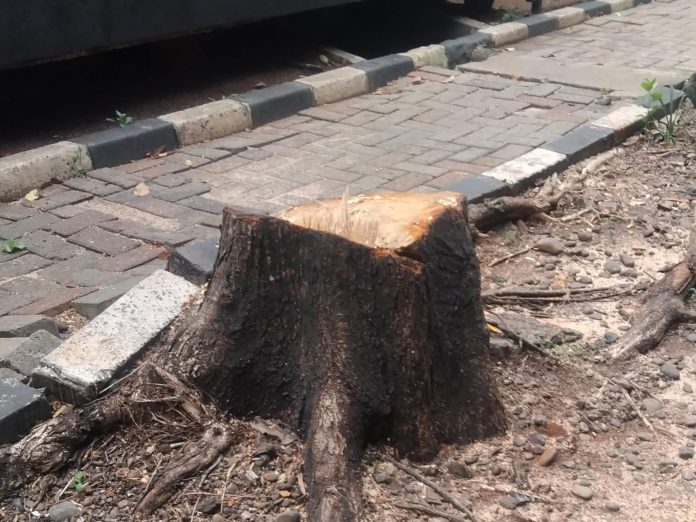 Suku Dinas Pertamanan dan Hutan Kota Jakarta Selatan menindaklanjuti laporan adanya penebangan pohon liar di Jalan Sultan Iskandar Muda, tepatnya di depan showroom mobil Xpeng, Kebayoran Lama, Jakarta Selatan.