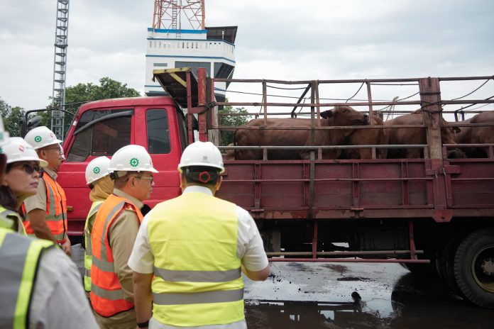 Gubernur DKI Jakarta, Pramono Anung meninjau langsung kedatangan 3.100 ekor sapi impor di Dermaga 101 Pelabuhan Tanjung Priok, Jakarta Utara, Senin (23/2/2026).