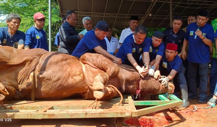 Wali Kota Jaksel M.Anwar turun langsung menyembelih sapi pemberian Presiden Prabowo dengan bobot mencapai 1,1 ton. dengn golok Sorenan Betawi, Kamis (28/5/2026).